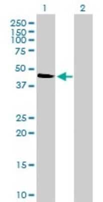 Western Blot: p38 gamma/SAPK3 Antibody (4F4-3D2) [H00006300-M01]