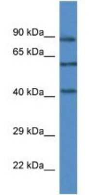 Western Blot: p38 gamma/SAPK3 Antibody [NBP1-91479]