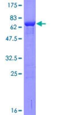 SDS-PAGE: Recombinant Human p40 GST (N-Term) Protein [H00010244-P01]