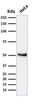 Western Blot: p53 Antibody (BP53-12) [NBP2-29453]