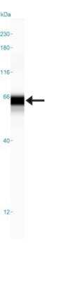 Simple Western: p53 Antibody (CL2199) [NBP2-34495]