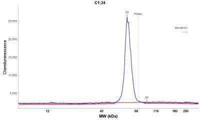 Simple Western: p53 Antibody (DO-7) [NBP2-34308]