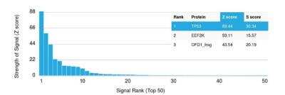 Protein Array: p53 Antibody (TRP/816) [NBP2-59626]