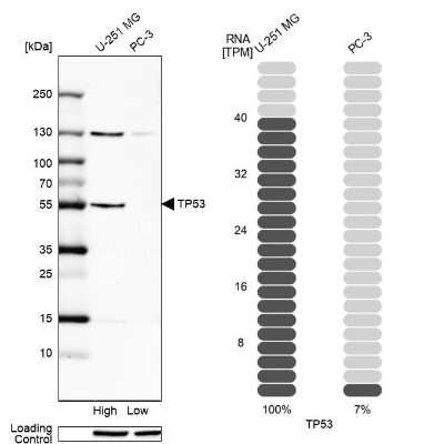 Western Blot: p53 Antibody [NBP2-56234]