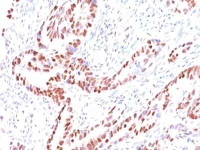 Immunohistochemistry-Paraffin: p57 Kip2 Antibody (KIP2/880) - Azide and BSA Free [NBP2-47766]