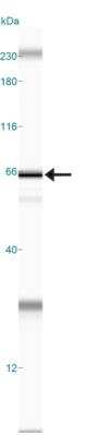Simple Western: p62/SQSTM1 Antibody [NBP1-49954]