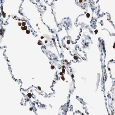 Immunohistochemistry-Paraffin: p67phox/NOXA2 Antibody [NBP1-82542]