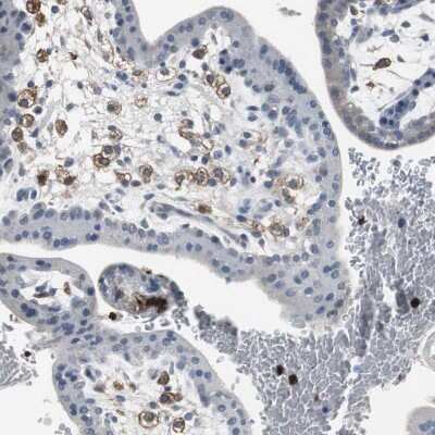 Immunohistochemistry-Paraffin: p67phox/NOXA2 Antibody [NBP1-82542]