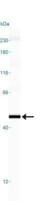Simple Western: p73 Antibody (5B429)Azide Free [NBP2-33259]