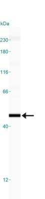 Simple Western: p73 Antibody (5B429)BSA Free [NBP2-24737]