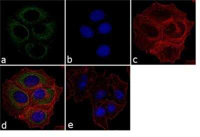 Immunofluorescence: p73 Antibody (ER-15) [NB600-1279]