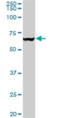 Western Blot: p97/VCP Antibody (4A8) [H00007415-M03]