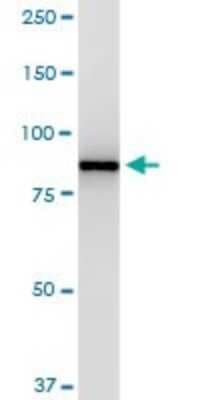 Western Blot: p97/VCP Antibody (4A8) [H00007415-M03]