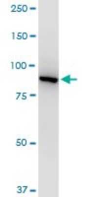 Western Blot: p97/VCP Antibody (4A8) [H00007415-M03]