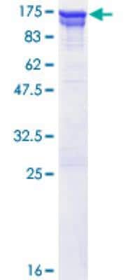 SDS-PAGE: Recombinant Human p97/VCP GST (N-Term) Protein [H00007415-P02]