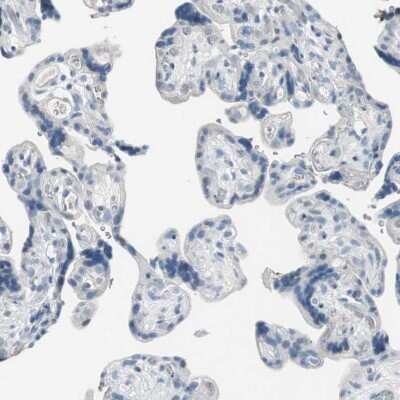 Immunohistochemistry-Paraffin: pIgR Antibody [NBP1-86504]