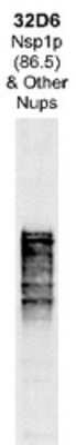 Western Blot: Nuclear Pore Complex Protein Nsp1p Antibody (32D6) [NBP1-05227]
