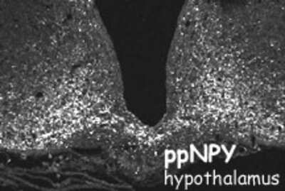 Immunohistochemistry: Neuropeptide Y Antibody [NB100-1624]