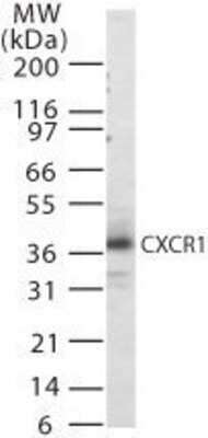 Western Blot: CXCR1/IL-8RA Antibody [NB600-1142]