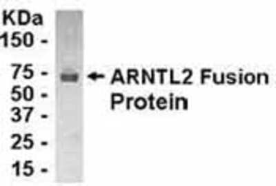 Western Blot: ARNTL2 Antibody [NB100-75238]