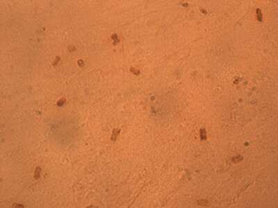 Immunohistochemistry: FGF-9 Antibody (FG9-77) - Azide and BSA Free [NB600-623]