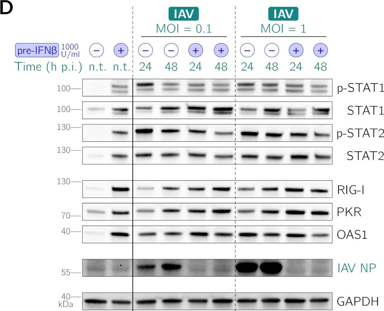 Detection of STAT2 by Western Blot