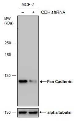 Western Blot: pan Cadherin Antibody (GT2610) [NBP3-13558]