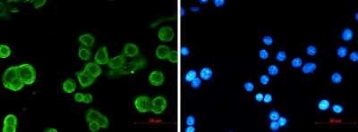 Immunocytochemistry/ Immunofluorescence: pan Cadherin Antibody (S04-5A8) [NBP3-15073]