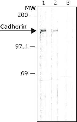 Western Blot: pan Cadherin Antibody [NB200-592]
