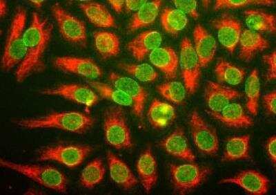Immunocytochemistry/ Immunofluorescence: pan Nuclear Pore Complex Marker Antibody (39C7) [NBP1-05390]