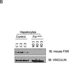 Detection of FXR/NR1H4 by Western Blot
