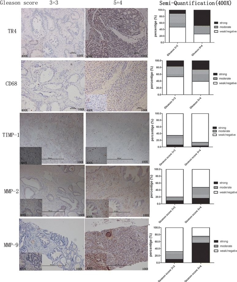 Detection of Human TR4/NR2C2 by Immunocytochemistry/Immunofluorescence