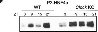 Detection of HNF-4 alpha/NR2A1 by Western Blot