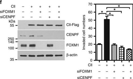 Detection of Human COUP-TF II/NR2F2 by Western Blot