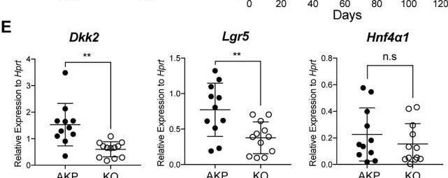 Detection of HNF-4 alpha/NR2A1 by Flow Cytometry