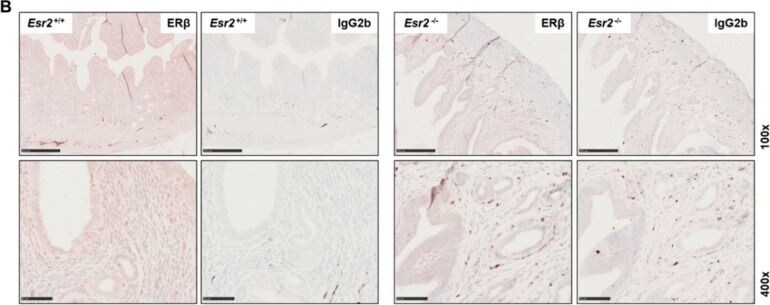 Detection of hzn1c42foyvqdenwb9eb.jpg by Immunohistochemistry