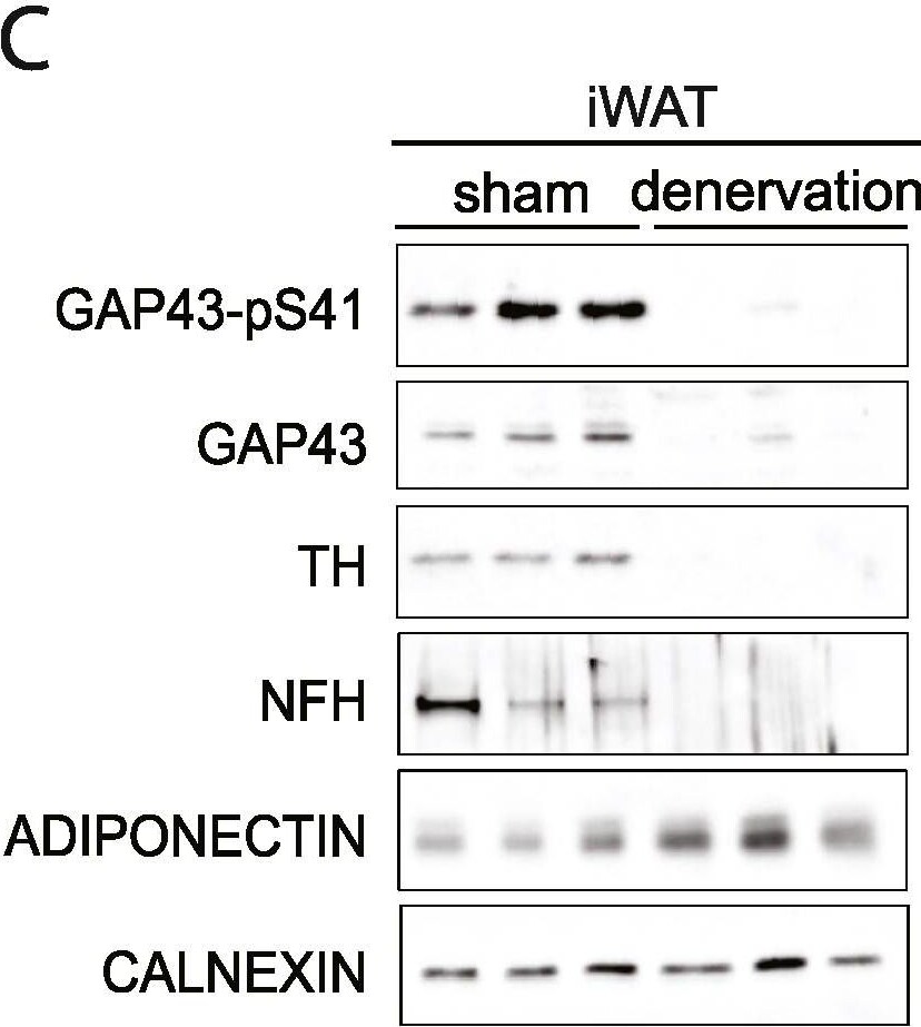 Detection of Mouse GAP-43 by Western Blot