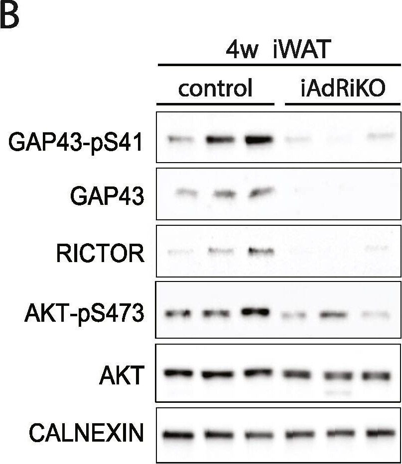 Detection of Mouse Phospho-GAP-43 (S41) by Western Blot