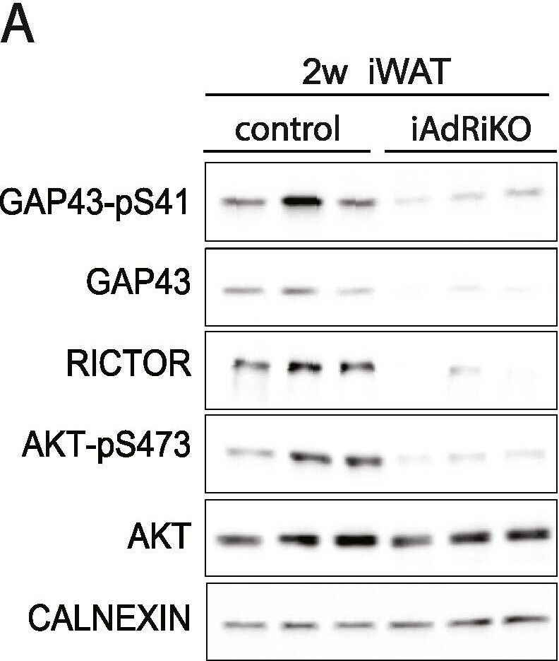 Detection of Mouse Phospho-GAP-43 (S41) by Western Blot