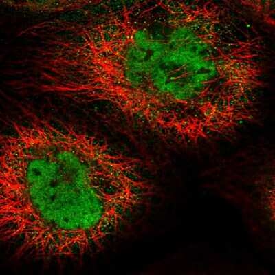 Immunocytochemistry/ Immunofluorescence: pre-mRNA cleavage factor I (59 kDa subunit) Antibody [NBP1-89868]