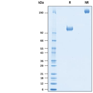 Recombinant Human B7-H3 (4Ig)/B7-H3b Fc Chimera Protein SDS-PAGE