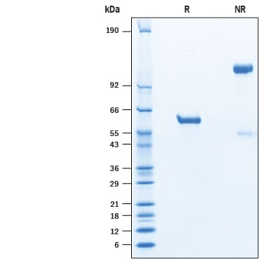 Recombinant SARS-CoV-2 Spike RBD Fc Chimera Protein SDS-PAGE