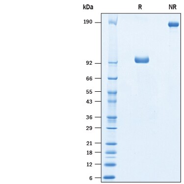 Recombinant Porcine DLL4 Fc Chimera Protein SDS-PAGE
