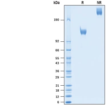 Recombinant Cynomolgus Monkey ErbB2/Her2 Fc Protein SDS-PAGE