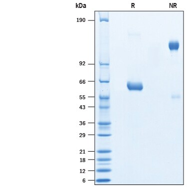 Recombinant SARS-CoV-2 Spike RBD Fc Chimera Protein SDS-PAGE
