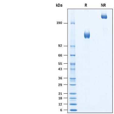 Recombinant Human ACE-2 Fc Chimera Protein SDS-PAGE