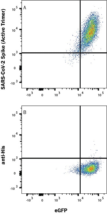 Flow cytometry scatter plot showing SARS-CoV-2 Spike protein binds to ACE-2 expressing HEK293 cells