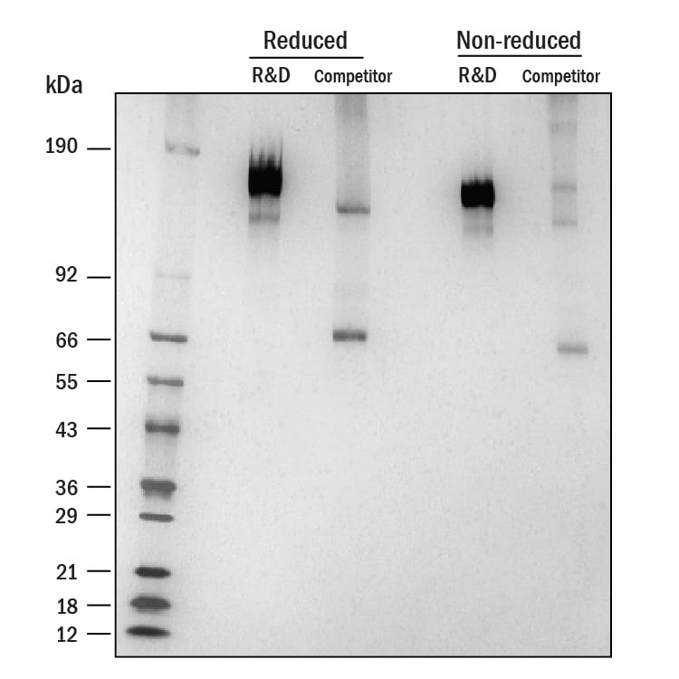 SDS-PAGE gel of purified recombinant SARS-CoV-2 Spike protein run side-by-side against a competitor's Spike protein