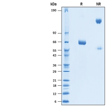Recombinant BatCoV RaTG13 Spike RBD Fc Chimera Protein SDS-PAGE