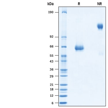 Recombinant SARS-CoV Spike RBD Fc Chimera Protein SDS-PAGE